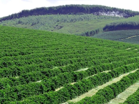 Novo marco do cr&eacute;dito rural exige responsabilidade socioambiental e rastreabilidade no …, Im&oacute;veis Una&iacute;