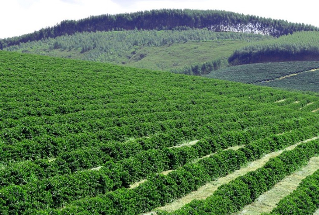 Novo marco do cr&eacute;dito rural exige responsabilidade socioambiental e rastreabilidade no …, Im&oacute;veis Una&iacute;